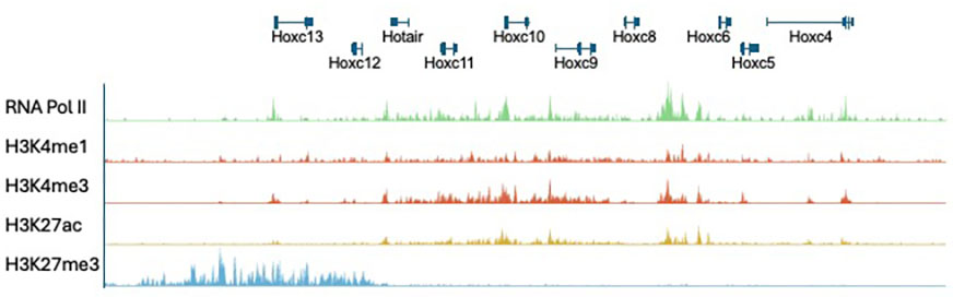 CUT&Tag analysis of RNA Polymerase II and histone modificationsat the Hoxc locus in differentiating muscle stem cells