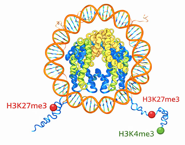 Illustration of epigenetic tagging of DNA wrapped around histones